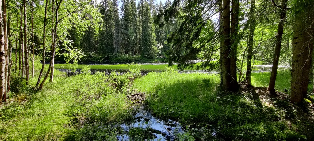 Maisemakuva, jossa keskellä kapea puro  johtaa laajempaan jokeen. Joki näkyy hieman heikosti vihreän kasvillisyyden lomasta. Vasemmalla on koivuja, oikealla havupuita. Aurinko paistaa puiden lomasta.